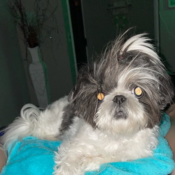 Meet your Posher, Nikki - Picture 4 of 13